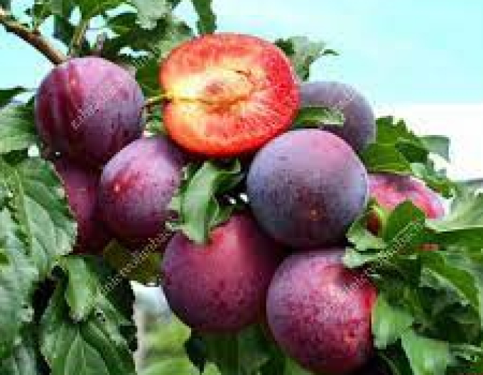 Prun siberian ´Kometa´, subsp. Myrobalan în libertate.