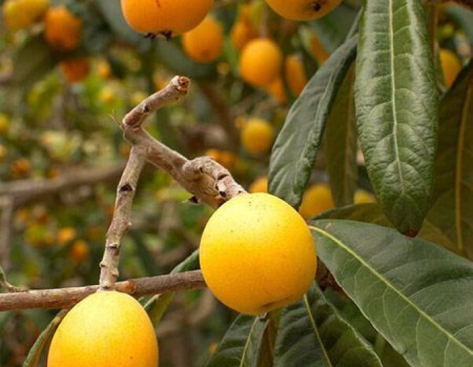 Prune japoneze ´Shiro´ 5l