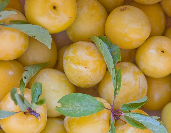 Prune japoneze ´Shiro´ 5l