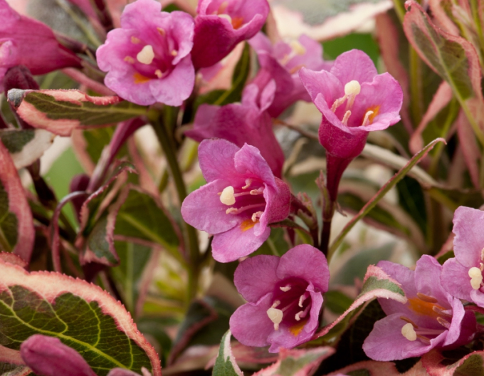 Weigela florida Monet