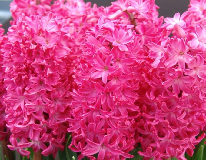 Zambilă ´Jan Bos´