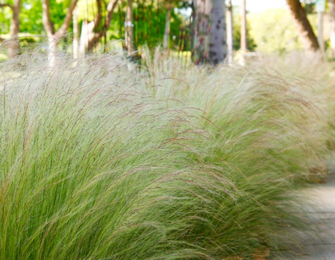 Cavyl ´Pony tails´