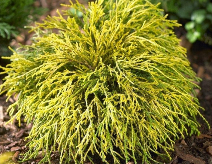 Chamaecyparis junifera  Sungold