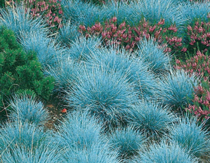 Festuca´Elijah Blue´