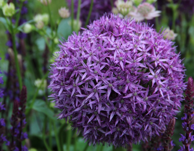 Usturoi ornamental ´Globemaster´ 1 buc