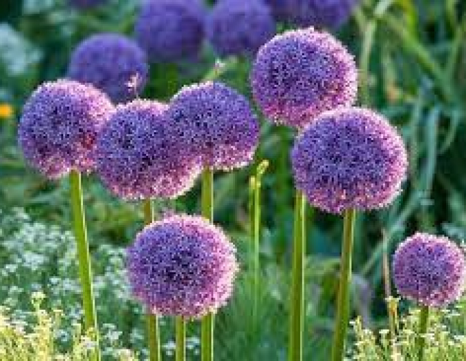 Usturoi ornamental ´Globemaster´ 1 buc