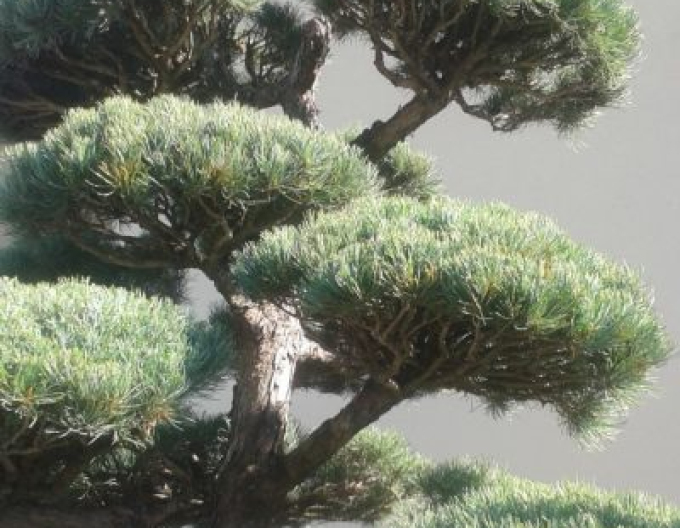 Pin de pădure-bonsai