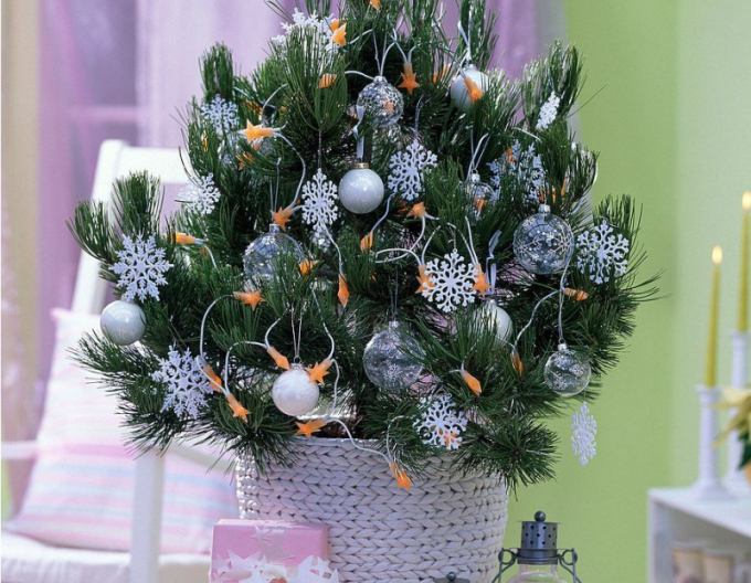 Pin negru 80/100 cm, cont.