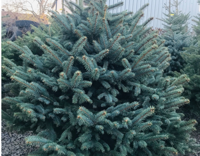 molid 125/150 cm, cont.