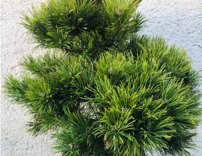 Pin negru 60/80cm, cont.