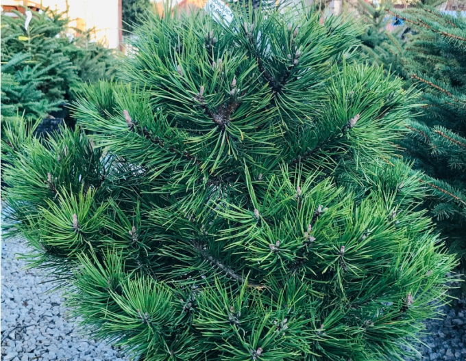 Pin negru 80/100 cm, cont.