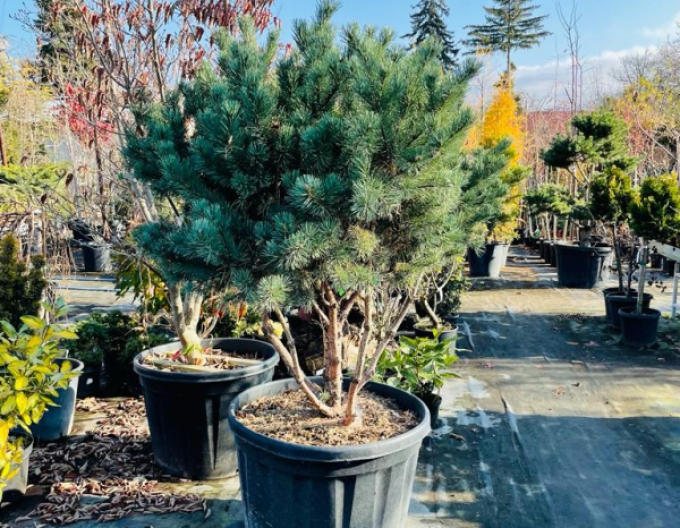 Pin de pădure-watererii pe tulpină