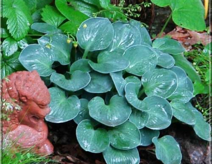 Hosta "Blue Mouse Ears"