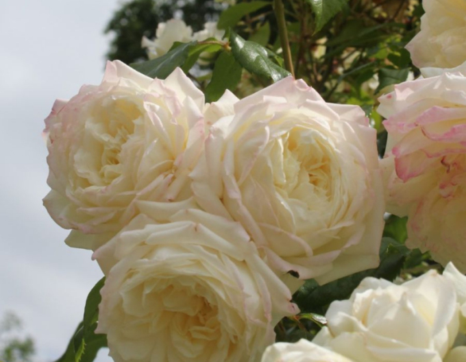 Trandafir Future/Alaska