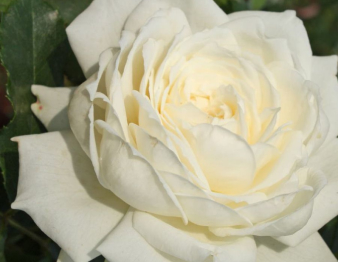 Trandafir Future/Alaska