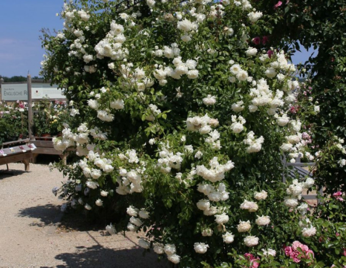 Trandafir Future/Alaska