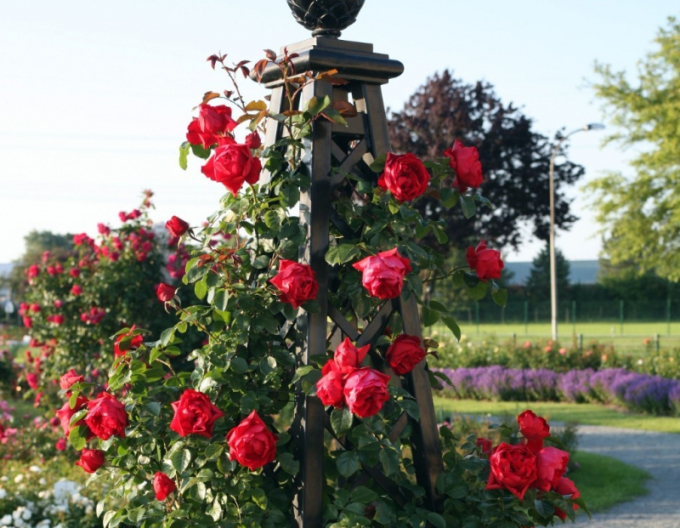 Trandafir Florentina