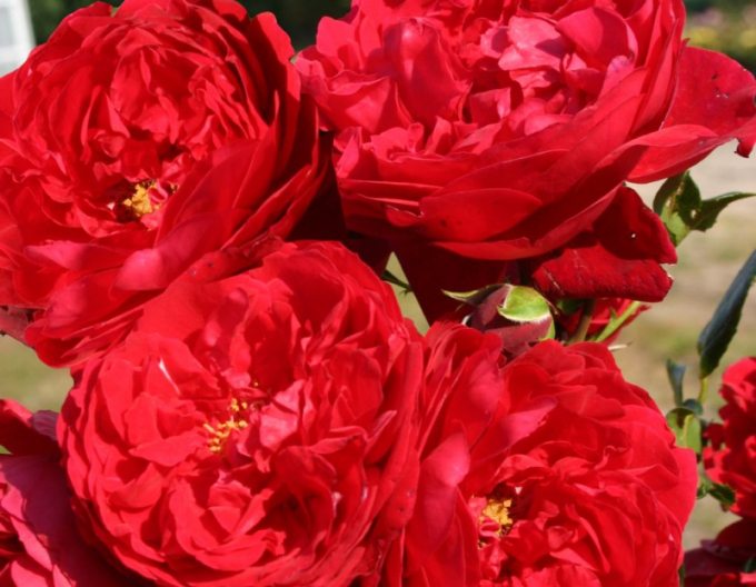 Trandafir Florentina