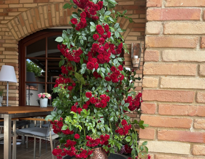 Trandafir Crimson Siluetta