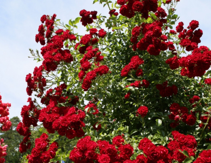 Trandafir Crimson Siluetta