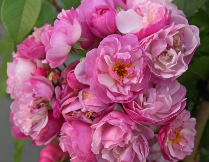 Trandafir Lavender Siluetta