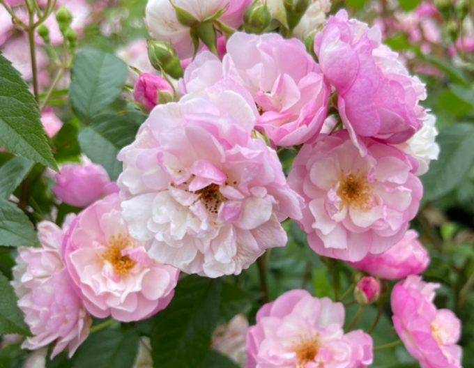 Trandafir Lavender Siluetta