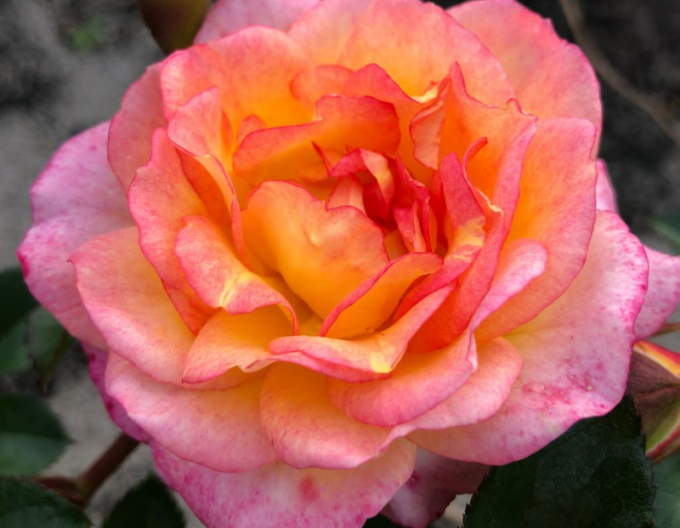 Trandafir ´Dekora´