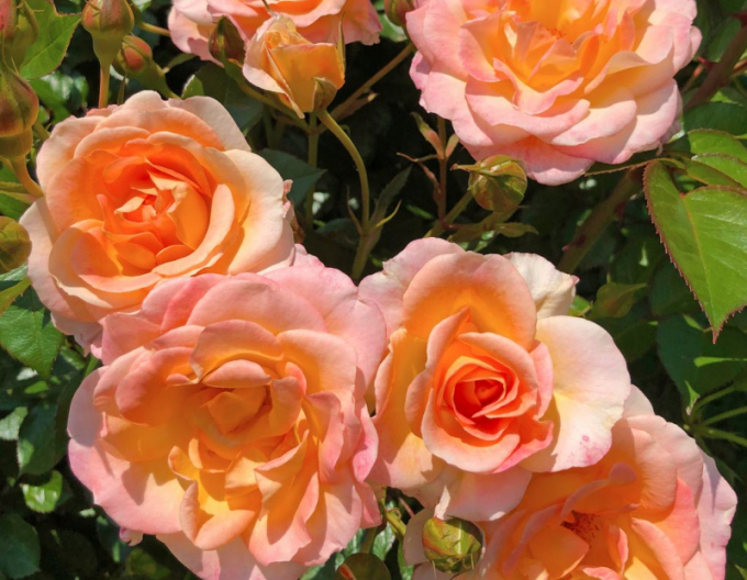 Trandafir ´Dekora´