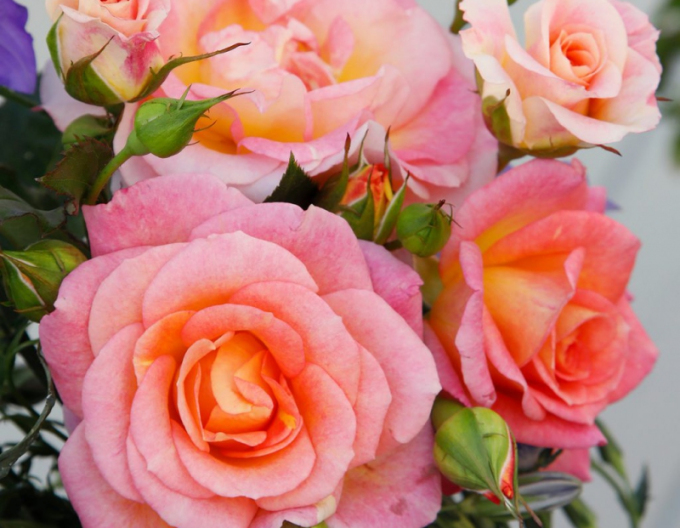 Trandafir ´Dekora´