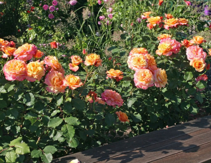 Trandafir ´La Villa Cotta´