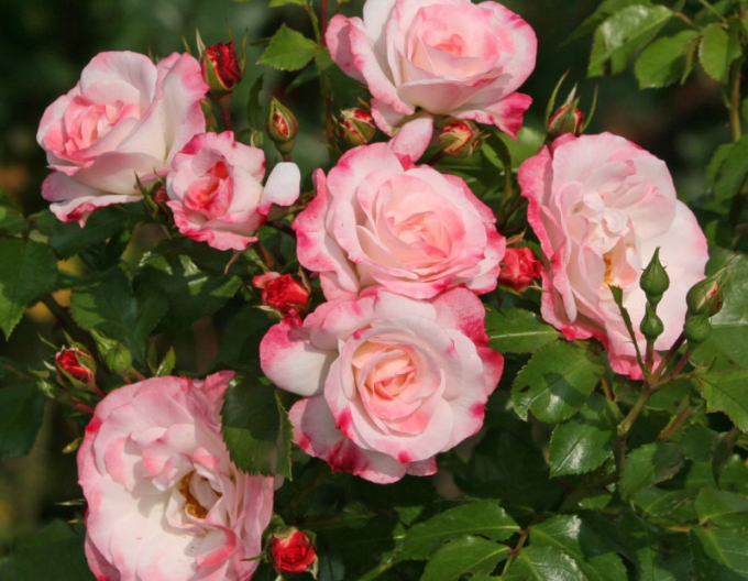 Trandafir Rosenstadt Freising