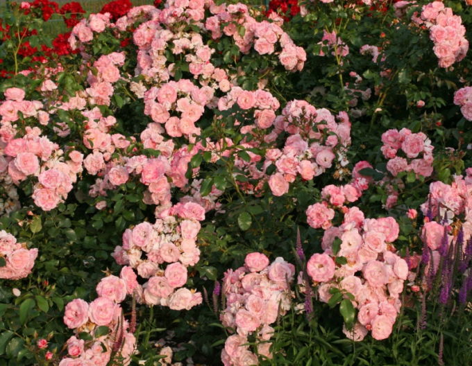 Trandafir Rosenstadt Freising