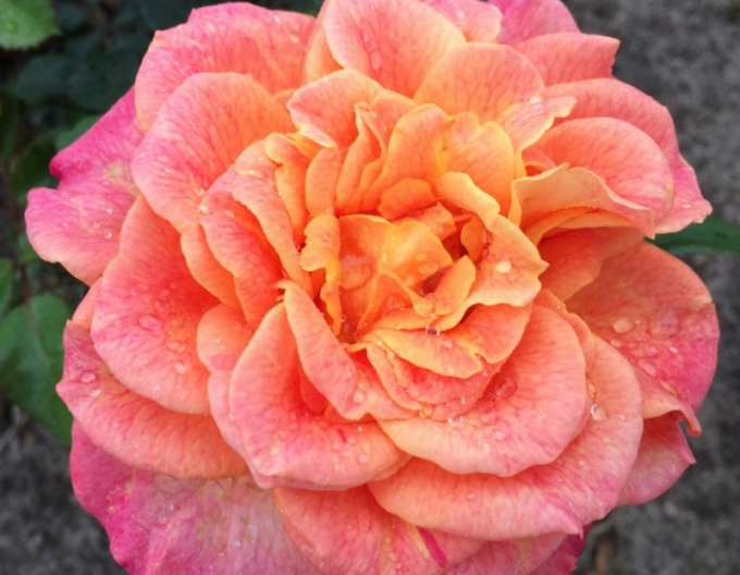 Trandafir´Better Times´