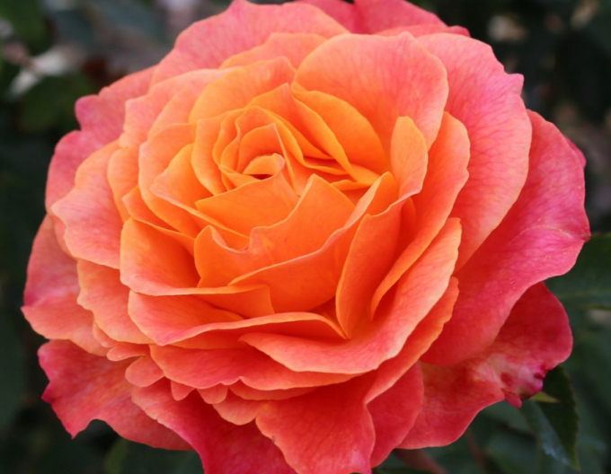 Trandafir´Better Times´