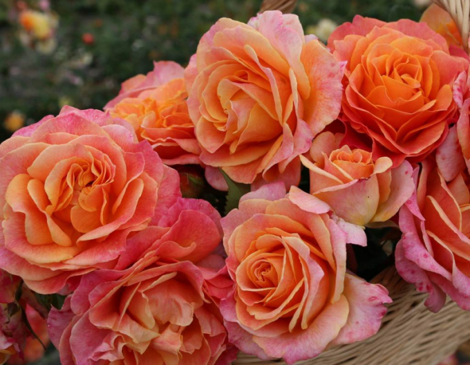 Trandafir´Better Times´