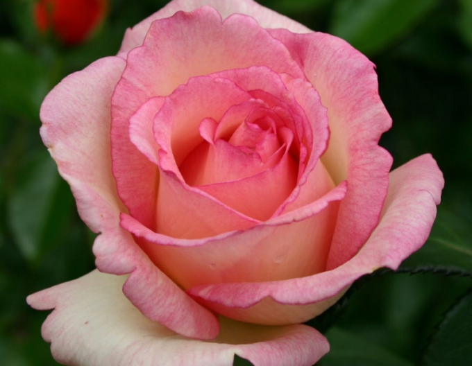 Trandafir´Suovenir de Baden Baden