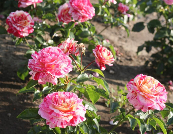 Trandafir Abracadabra