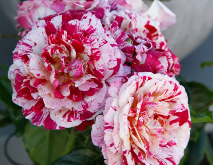 Trandafir Abracadabra