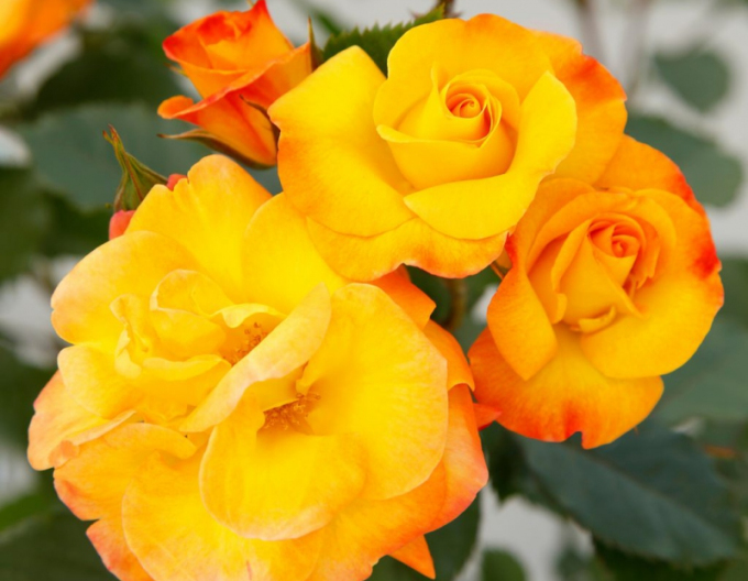 Trandafir Bright Smiles