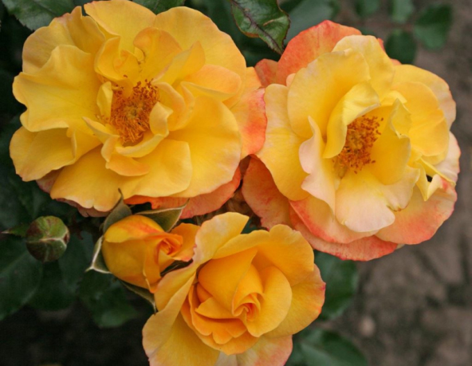 Trandafir Bright Smiles