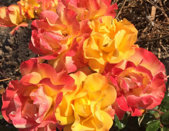 Trandafir Bright Smiles