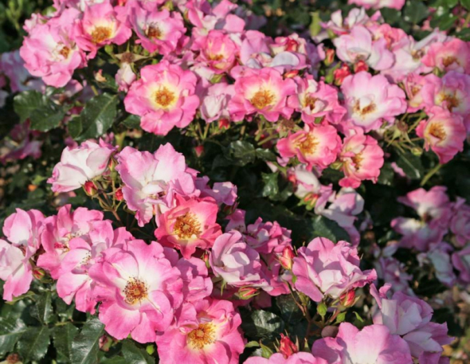 Trandafir ´Dolomiti´