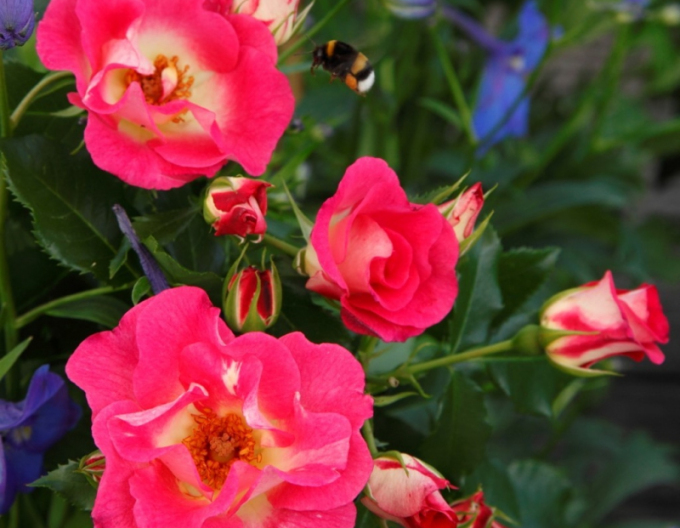 Trandafir ´Dolomiti´