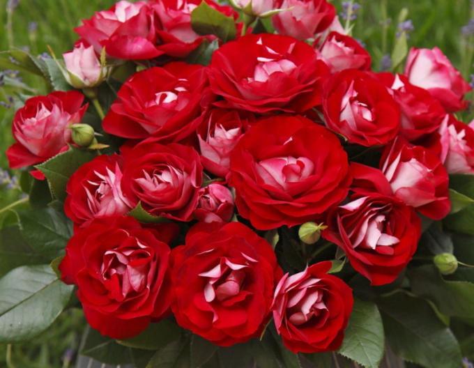 Trandafir ´Rose der Einheit´