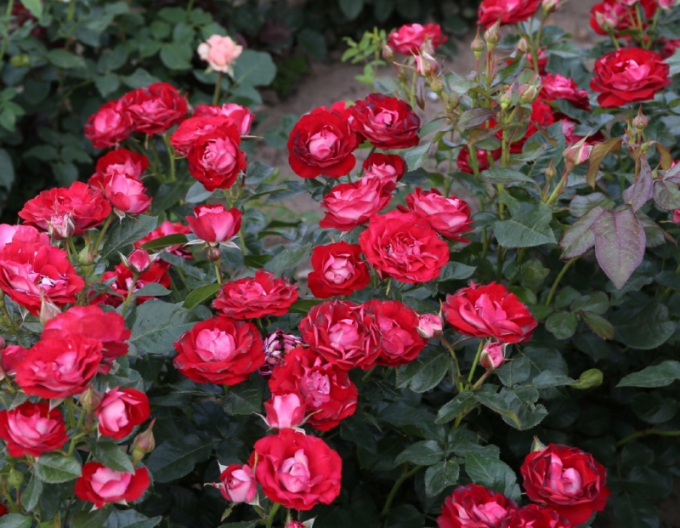 Trandafir ´Rose der Einheit´