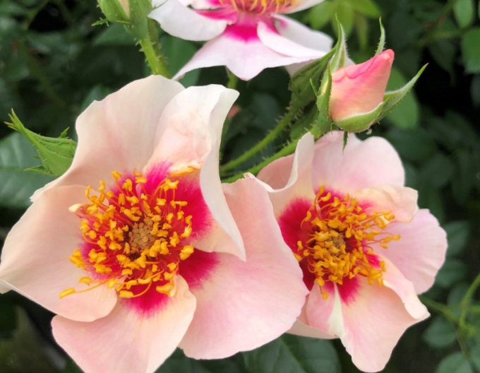 Trandafir ´SEE YOU IN RED´