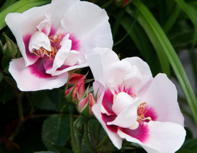 Trandafir ´SEE YOU IN RED´