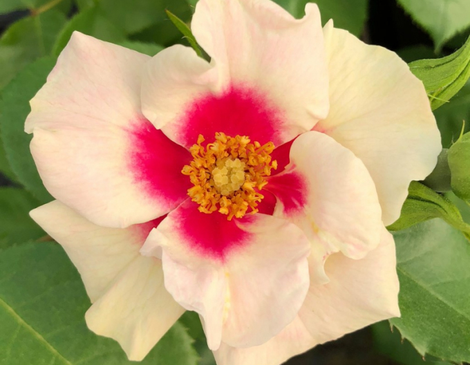 Trandafir ´SEE YOU în Purple´