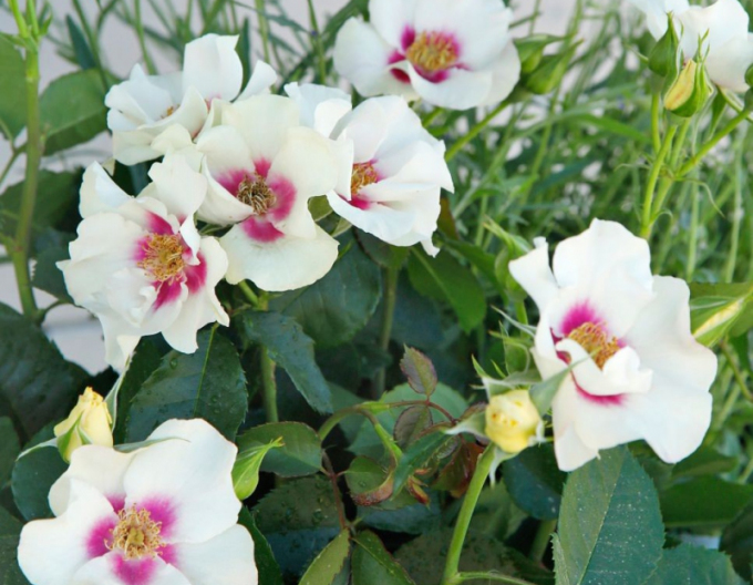 Trandafir ´SEE YOU în Purple´