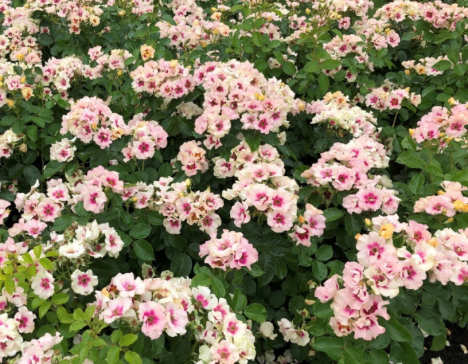 Trandafir ´SEE YOU în Purple´